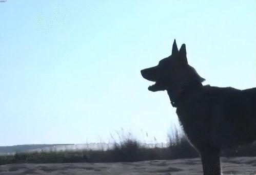 云南警犬爆料视频,揭秘云南警方反恐实战瞬间